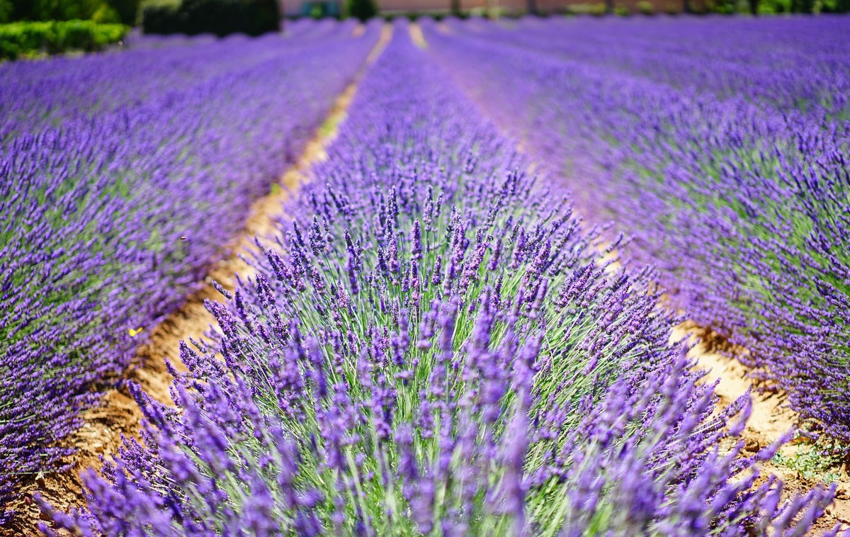 Lavanda